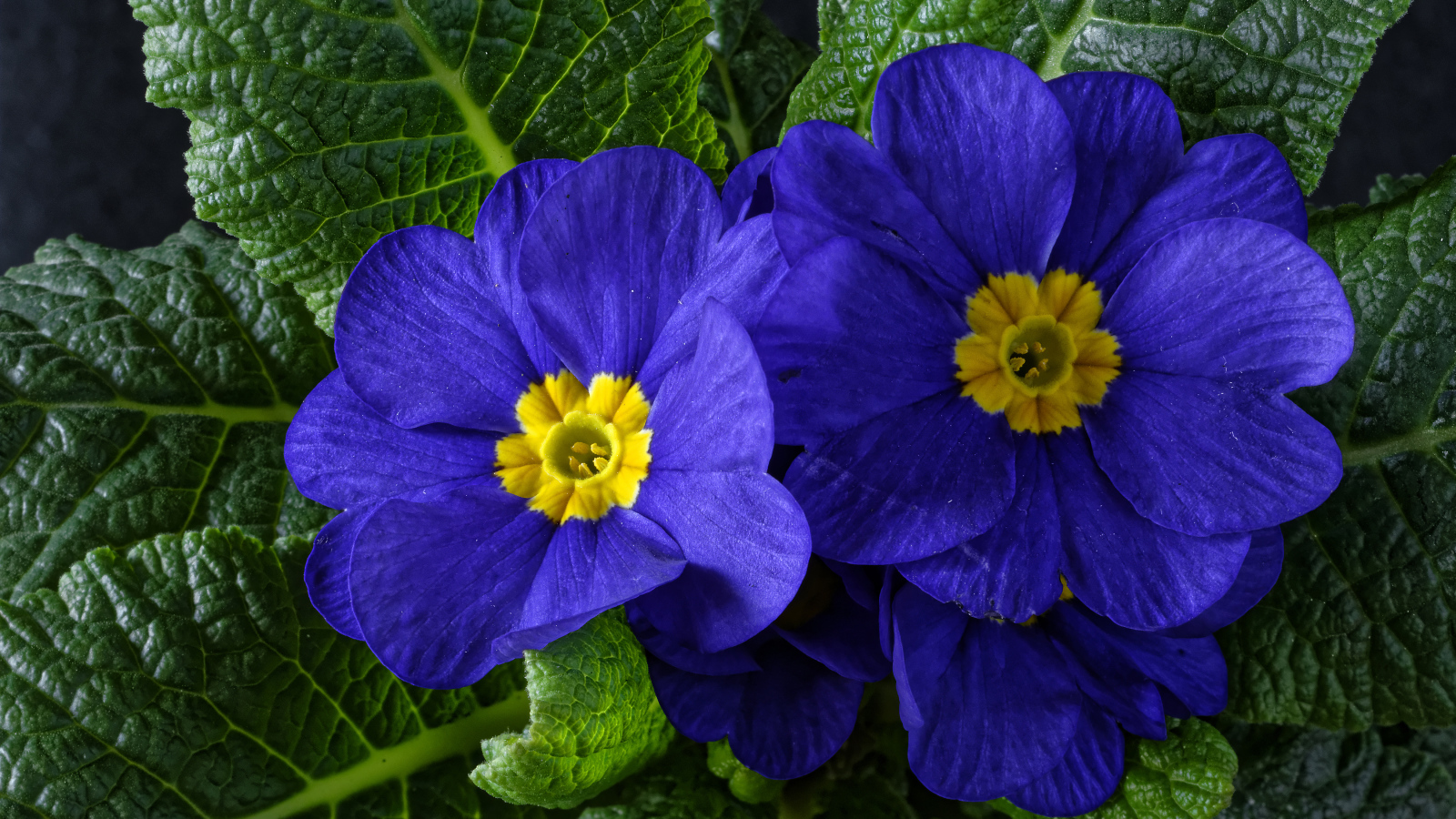 Красивые синие комнатные цветы примула