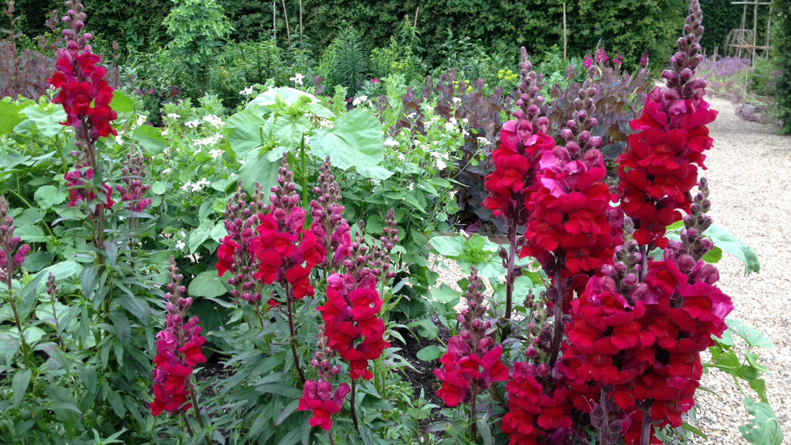 Красивые бордовые цветы львиный зев на клумбе