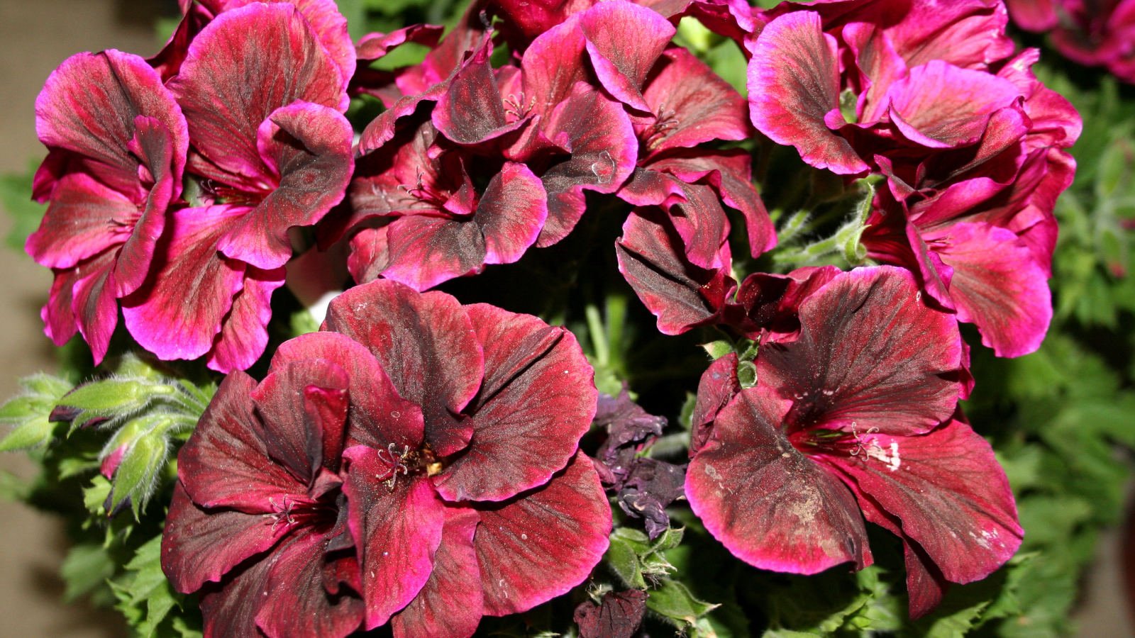 Красивые бордовые цветы герань крупным планом 