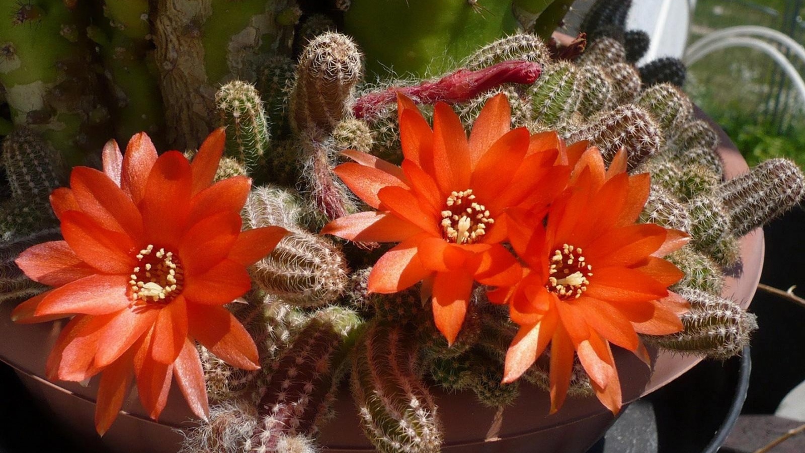 Красивый цветущий красными цветами кактус