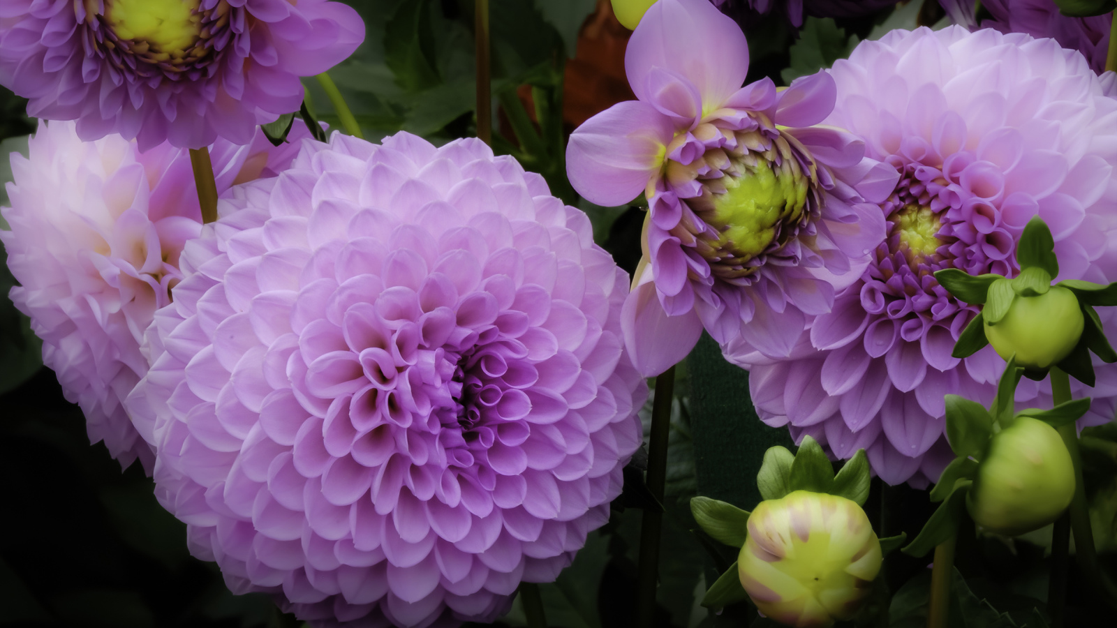 Красивые пышные сиреневые хризантемы 