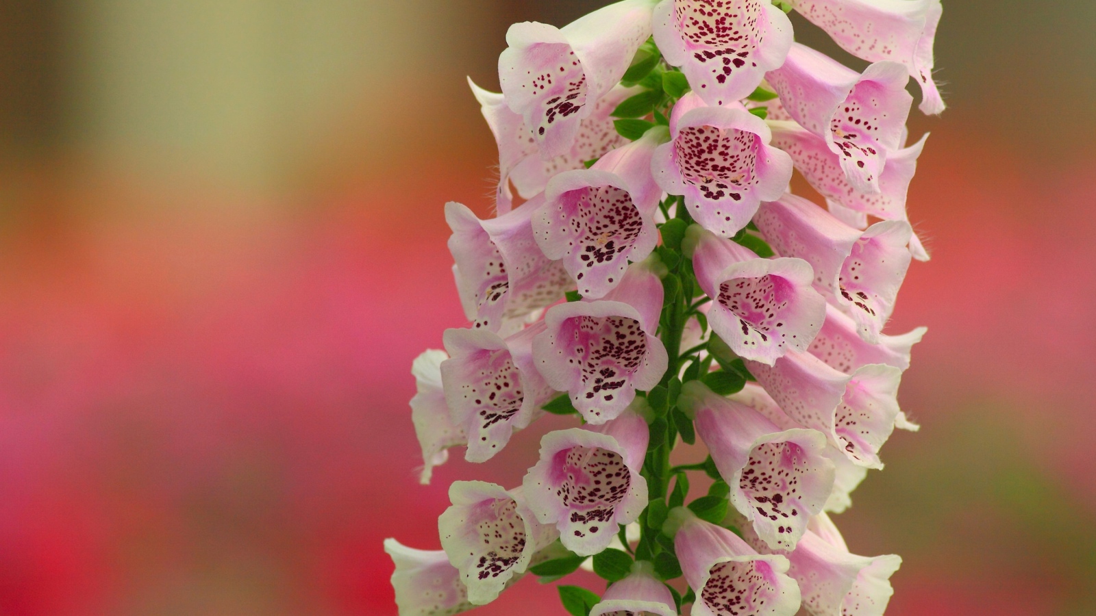 Красивые нежные розовые цветы наперстянка