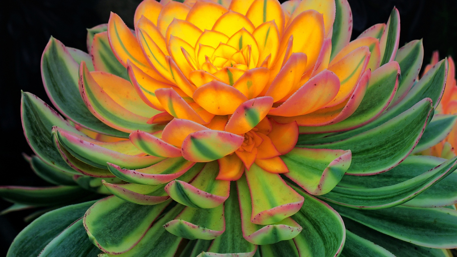 Красивый цветок каменная роза, молодило 