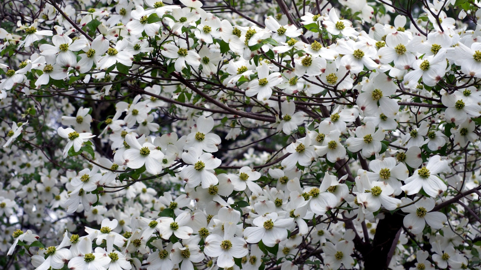 Красивое цветущее дерево кизила 