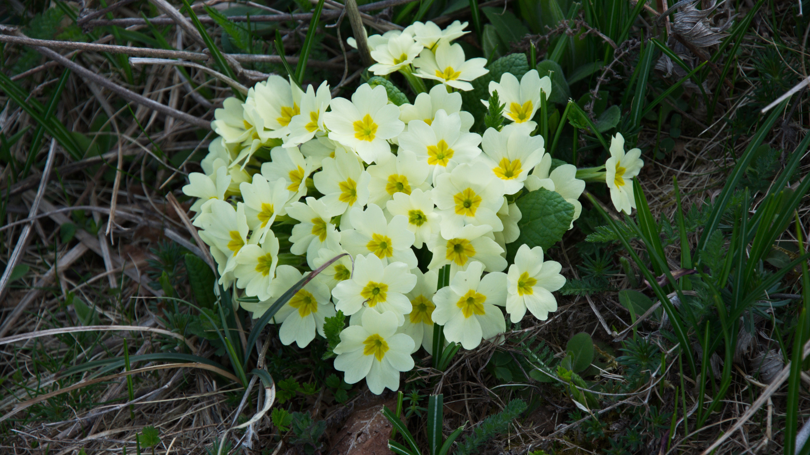 Красивые цветы примула на клумбе крупным планом