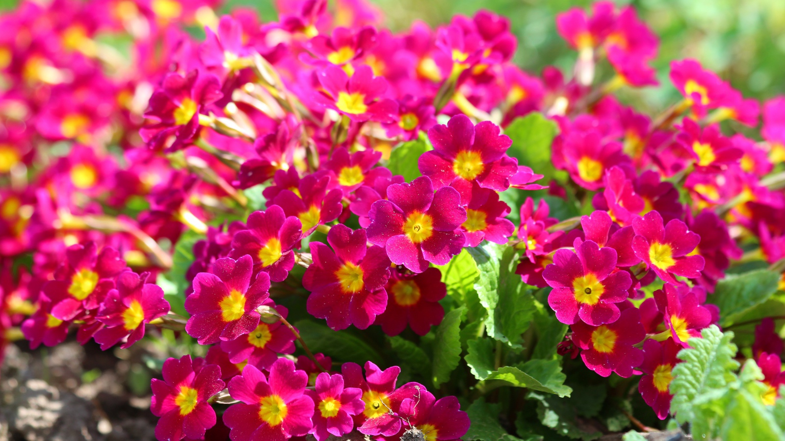 Красивые цветы примула на клумбе