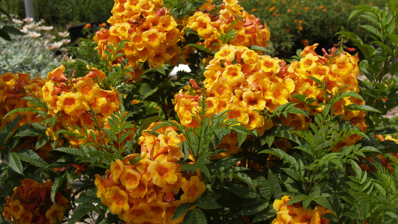 Красивые садовые цветы кампсис оранжевого цвета