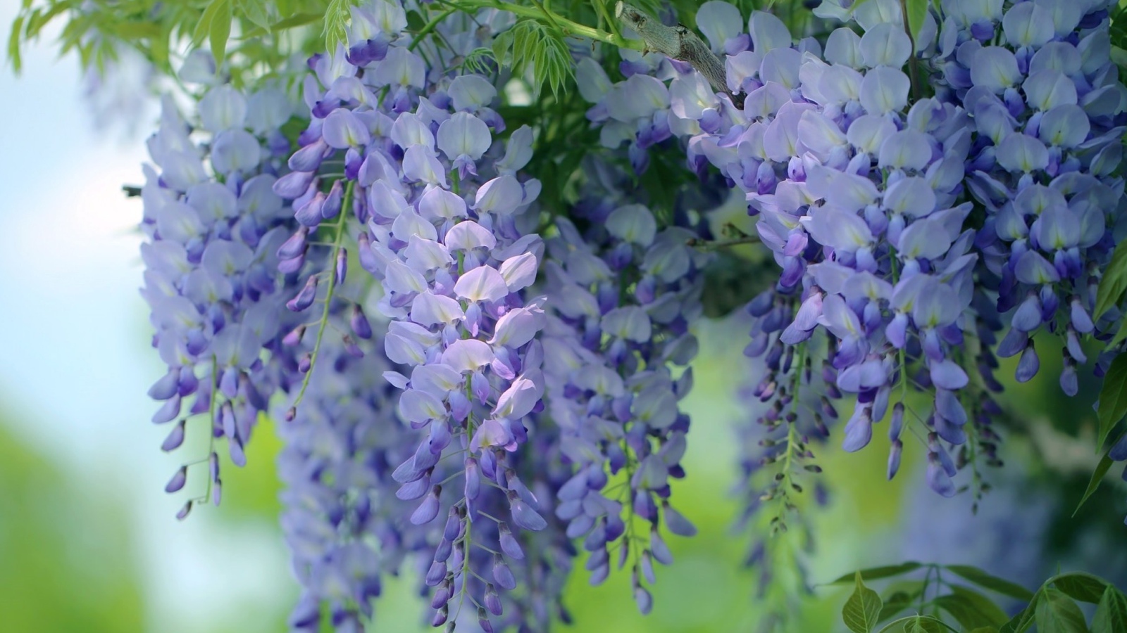 Красивые сиреневые садовые цветы глициния 