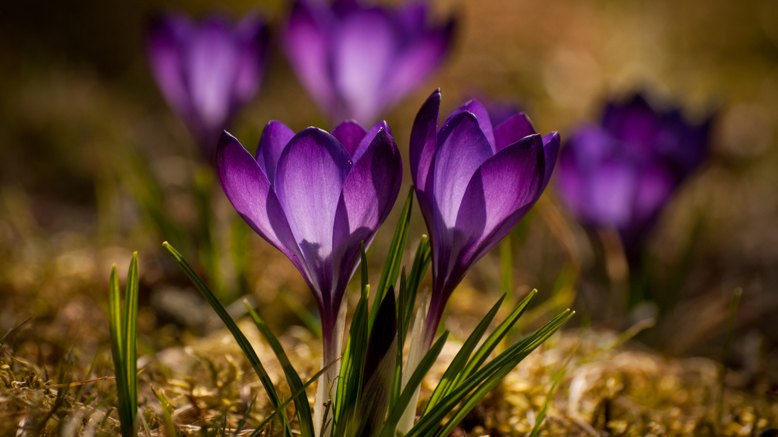 Красивые маленькие фиолетовые крокусы крупным планом