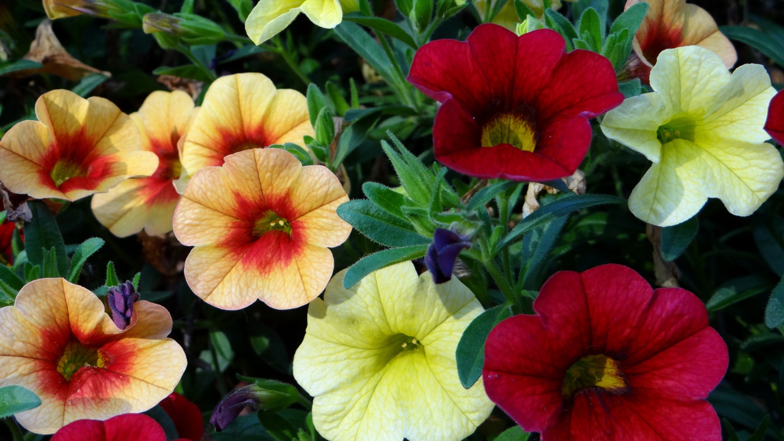 Красивые разноцветные садовые цветы петунии 