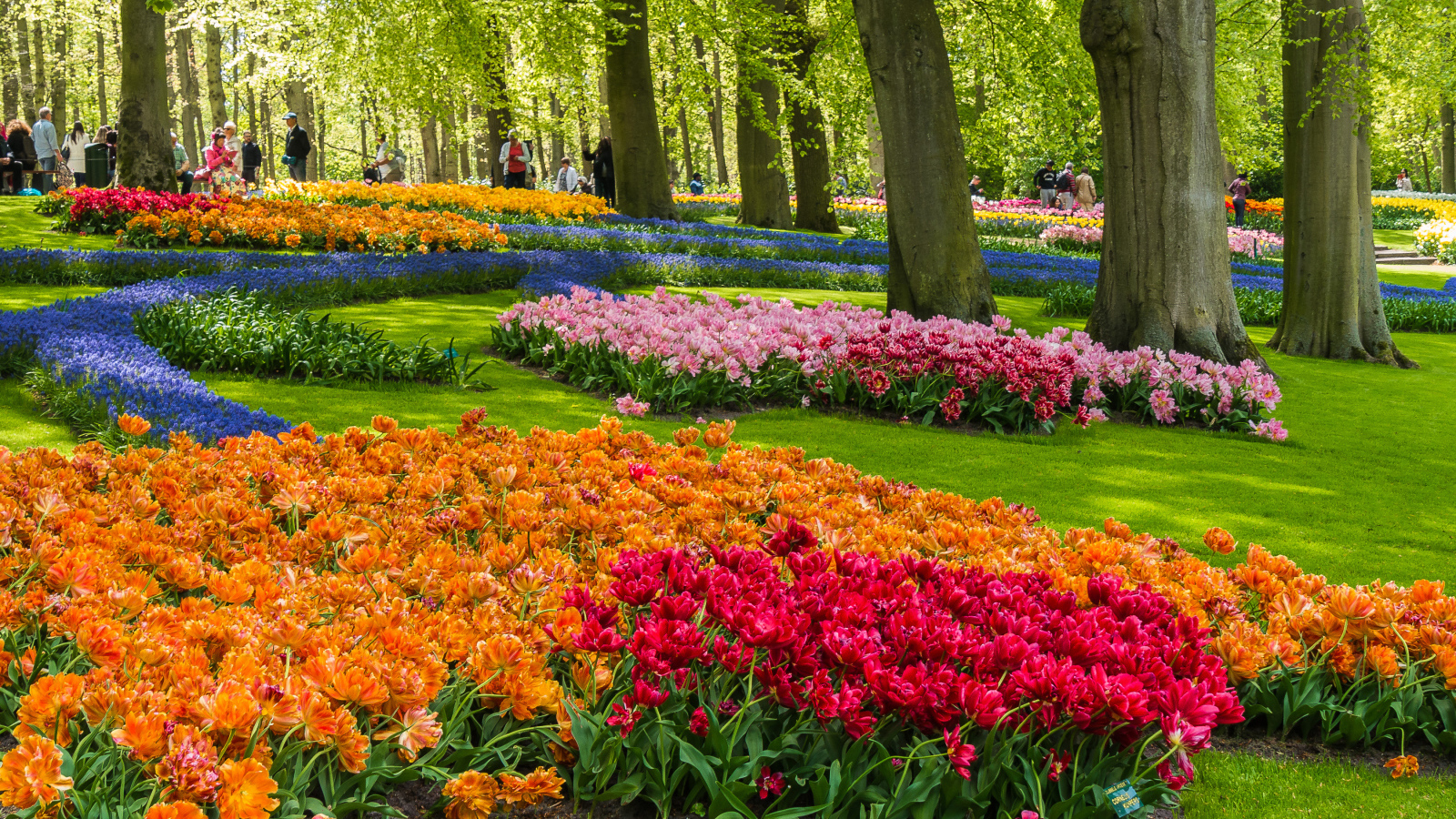 Красивые разноцветные тюльпаны в ботаническом саду