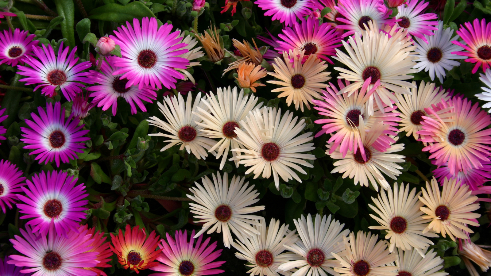 Красивые разноцветные цветы Мезембриантемум