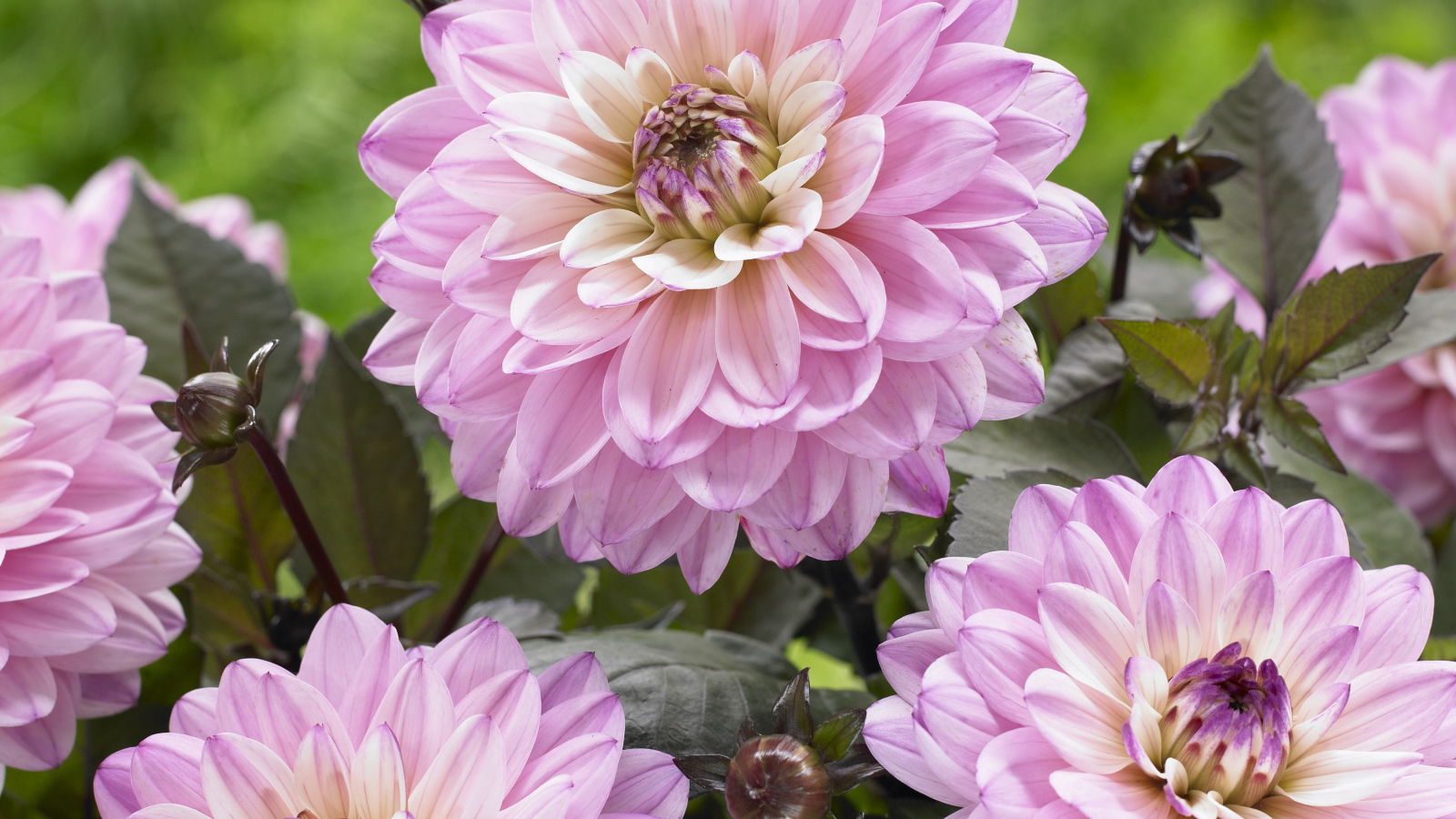 Красивые розовые георгины крупным планом