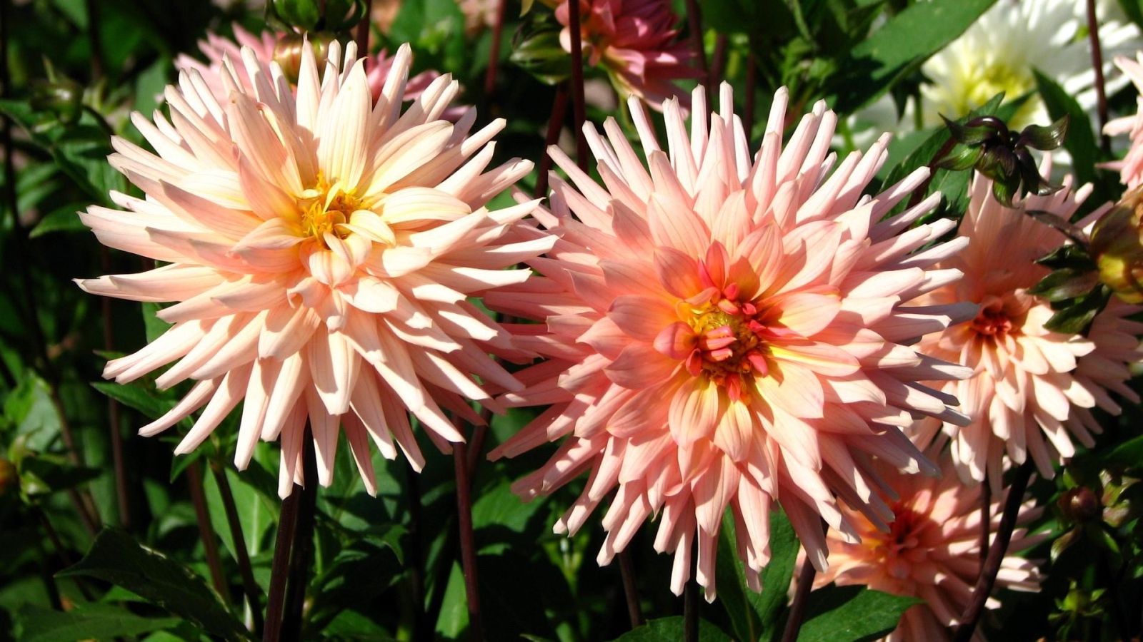 Красивые розовые георгины в лучах солнца на клумбе