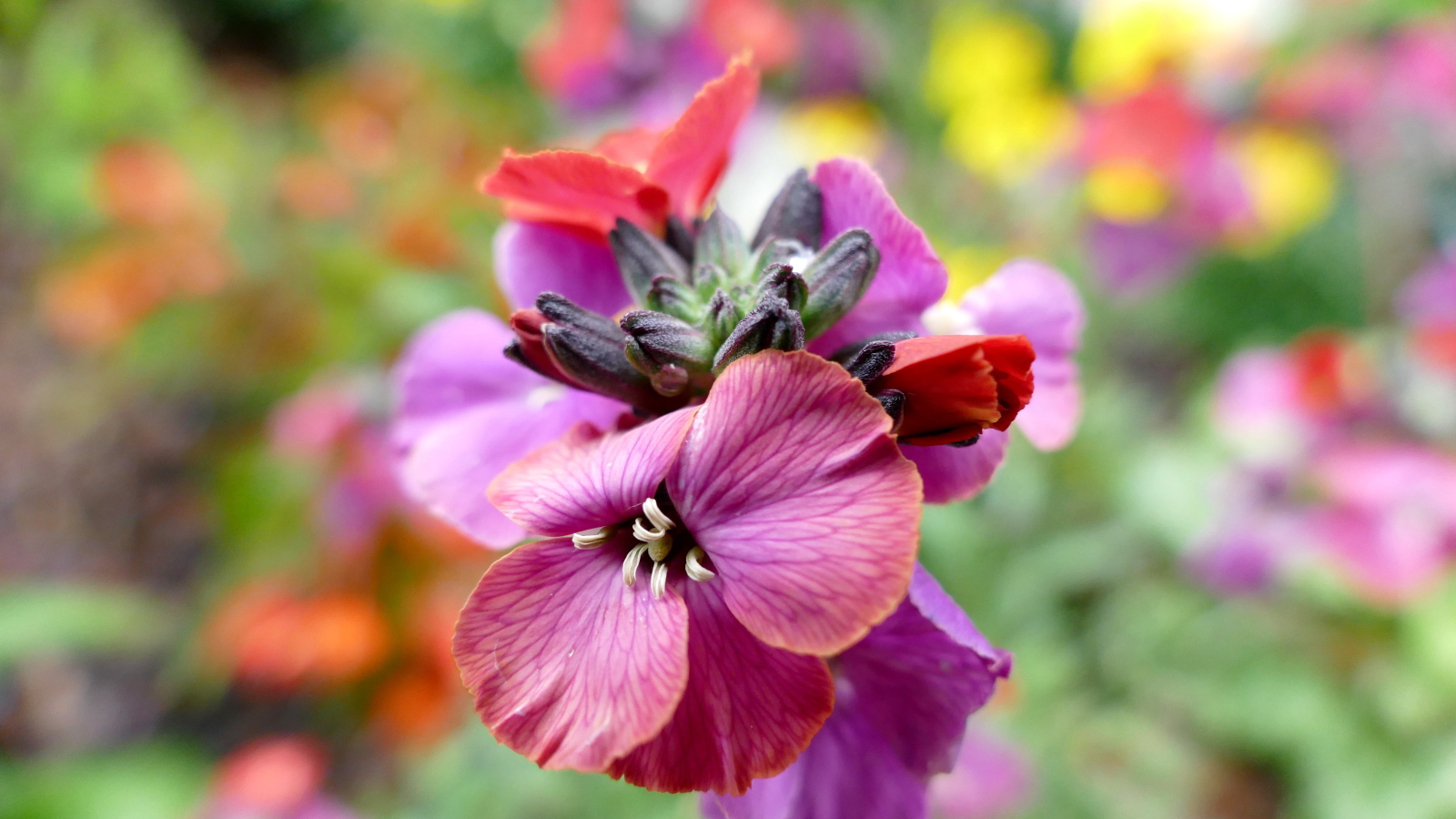 Красивый розовый садовый цветок крупным планом