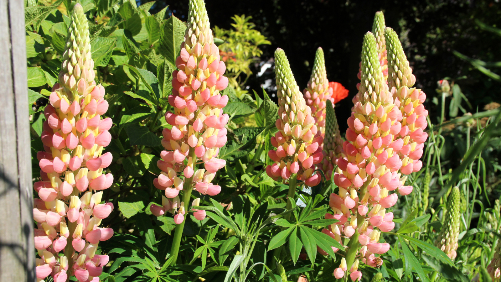 Красивые розовые люпины крупным планом