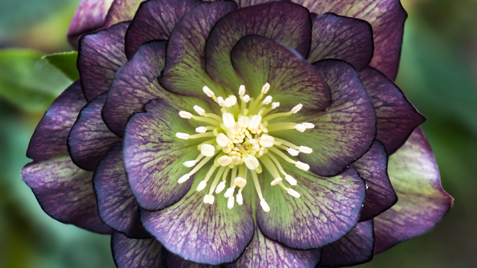 Красивый фиолетовый цветок морозник крупным планом 