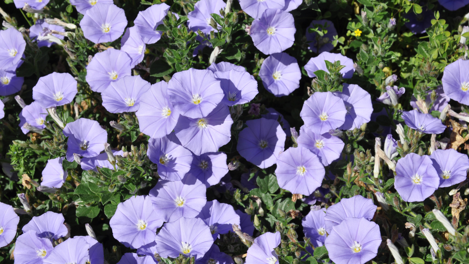 Красивые фиолетовые цветы петуния в саду