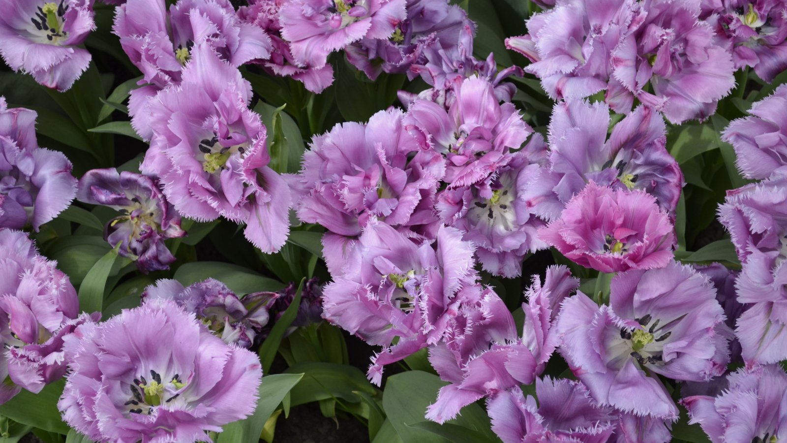 Красивые фиолетовые цветы тюльпаны крупным планом