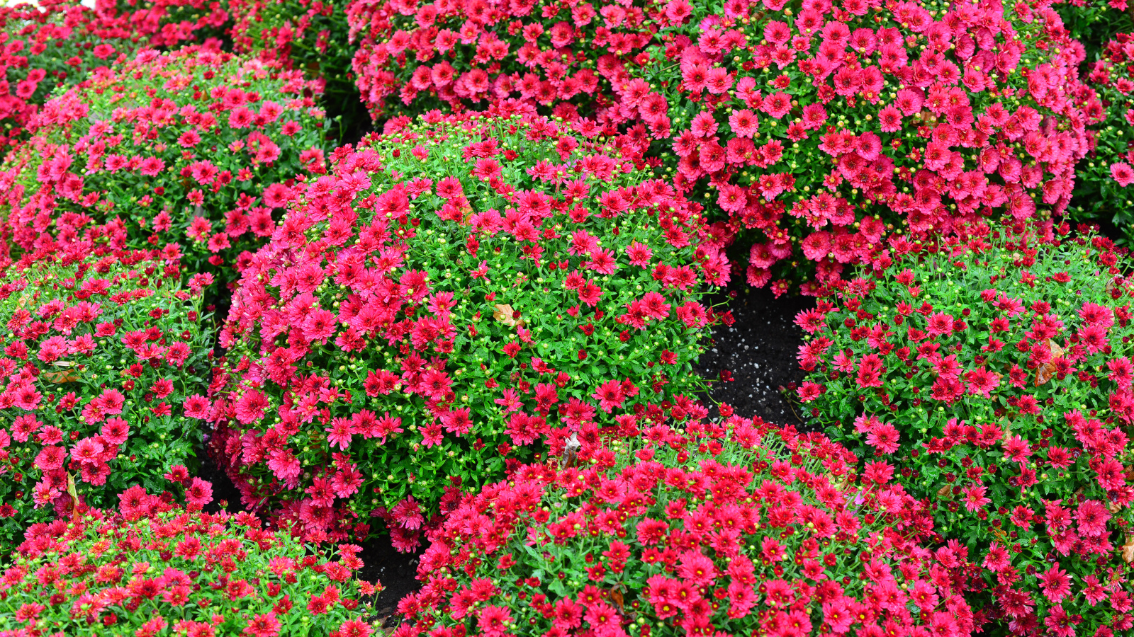 Красивые красные шаровидные хризантемы на клумбе