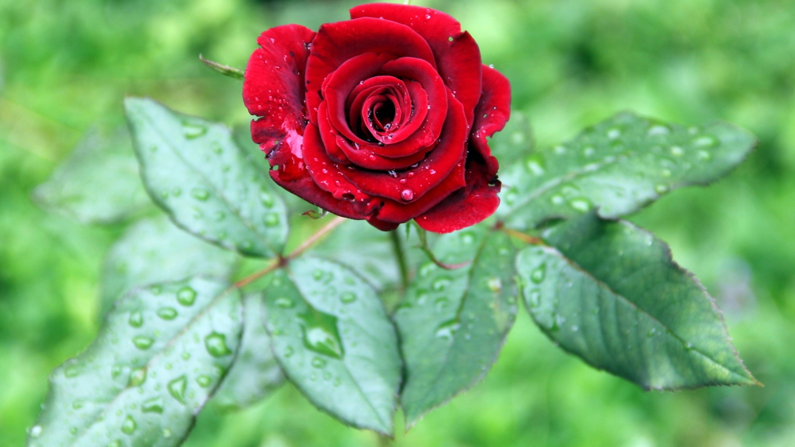 Красивая красная роза с зелеными листьями в каплях дождя