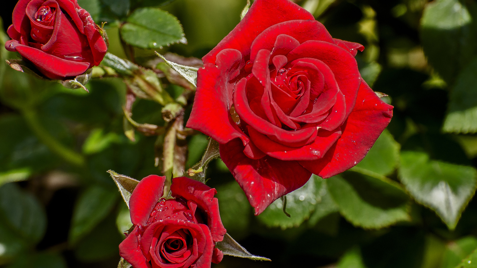 Красивые красные розы в каплях росы на клумбе