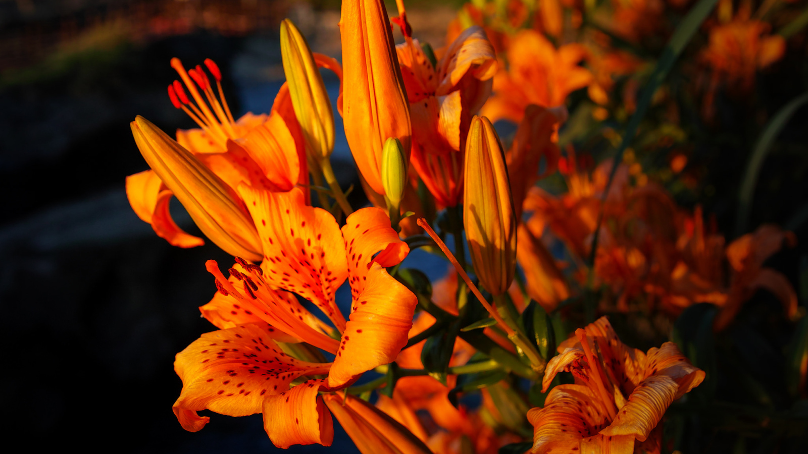 Красивый летний цветок тигровая лилия