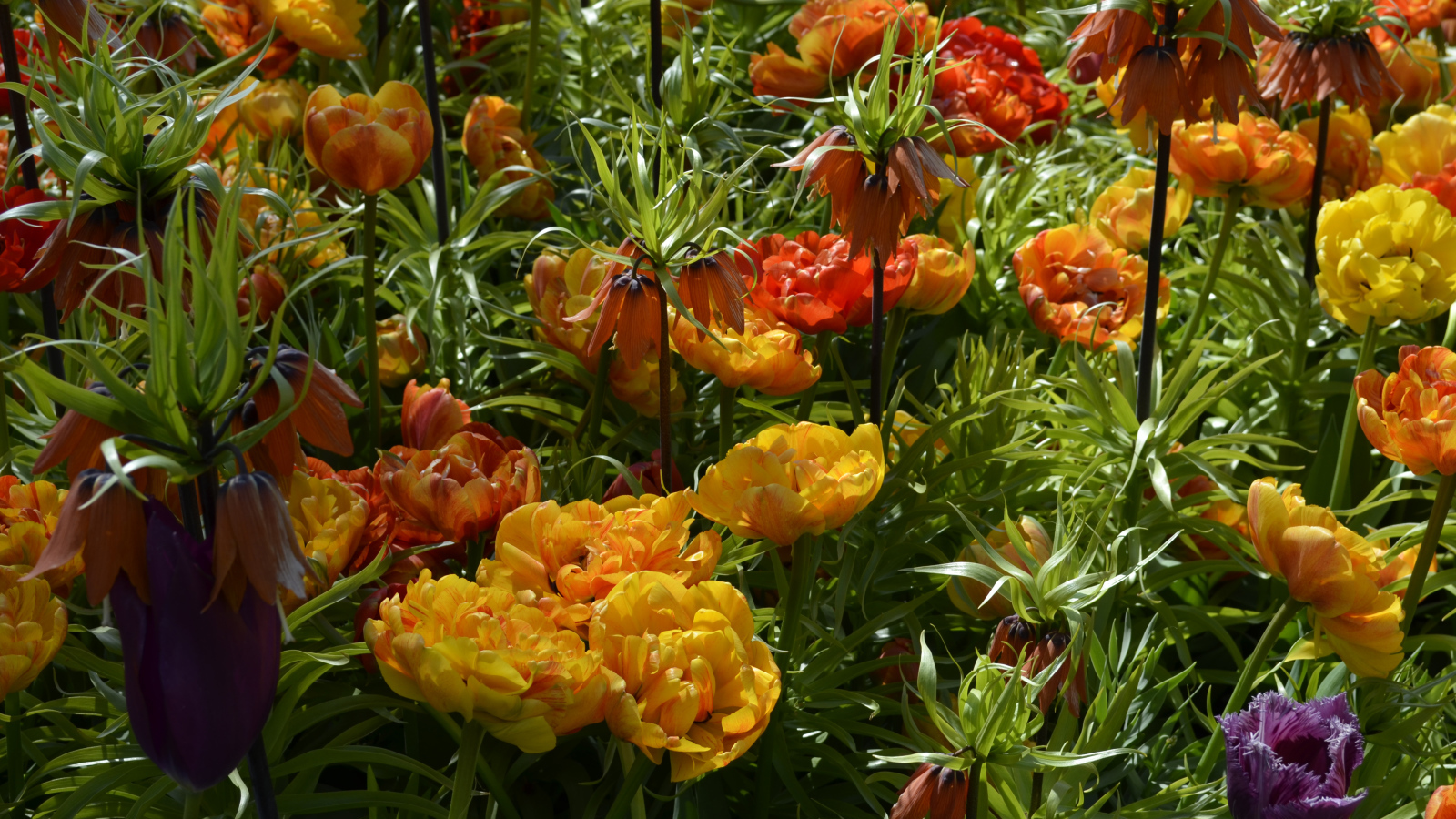 Красивые тюльпаны и рябчики на клумбе крупным планом