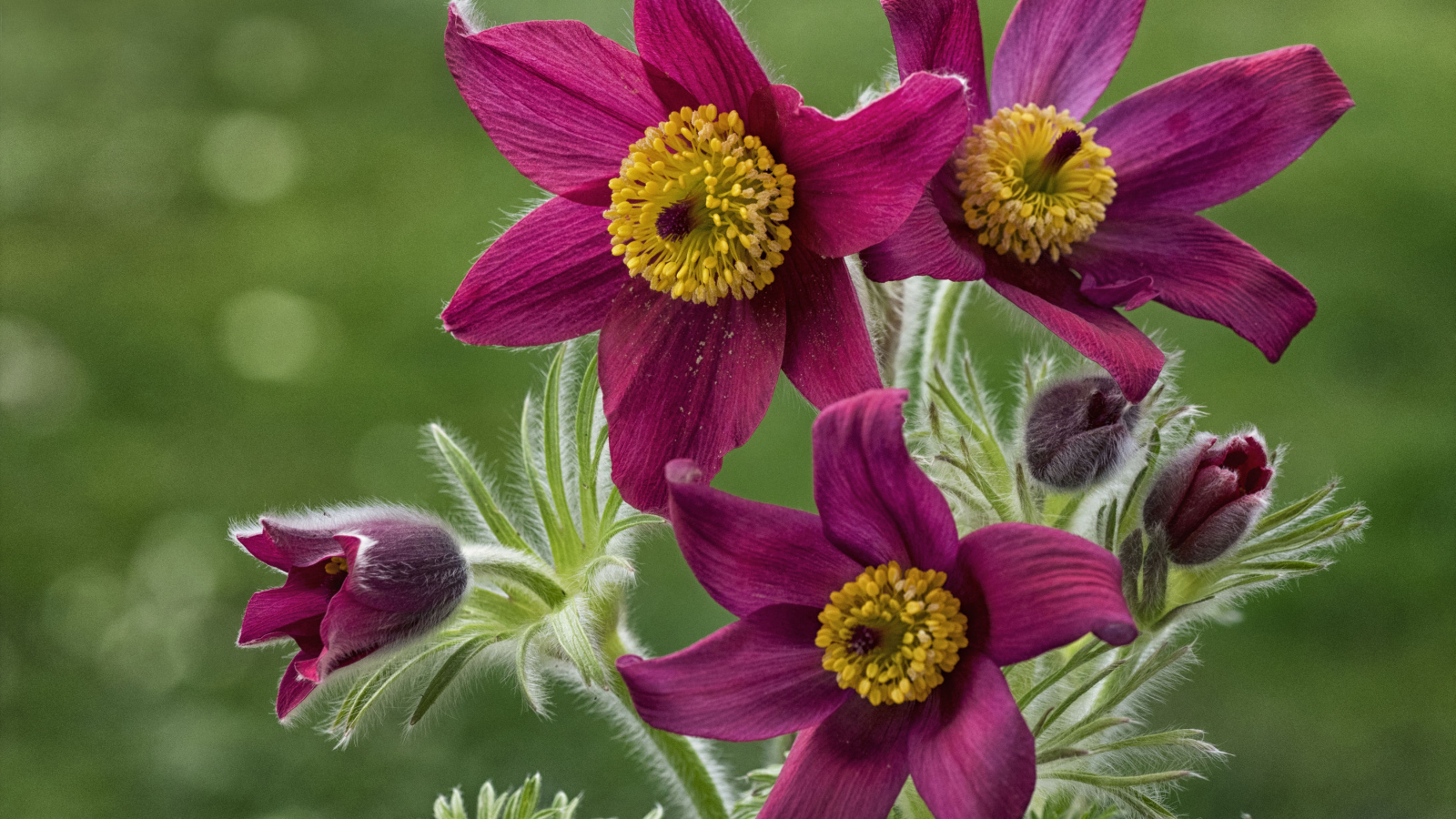 Красивые фиолетовые цветы прострел альпийский крупным планом