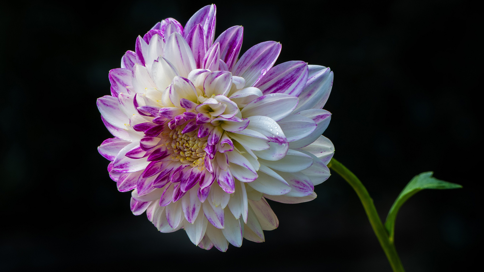 Красивая бело - сиреневая георгина на черном фоне 