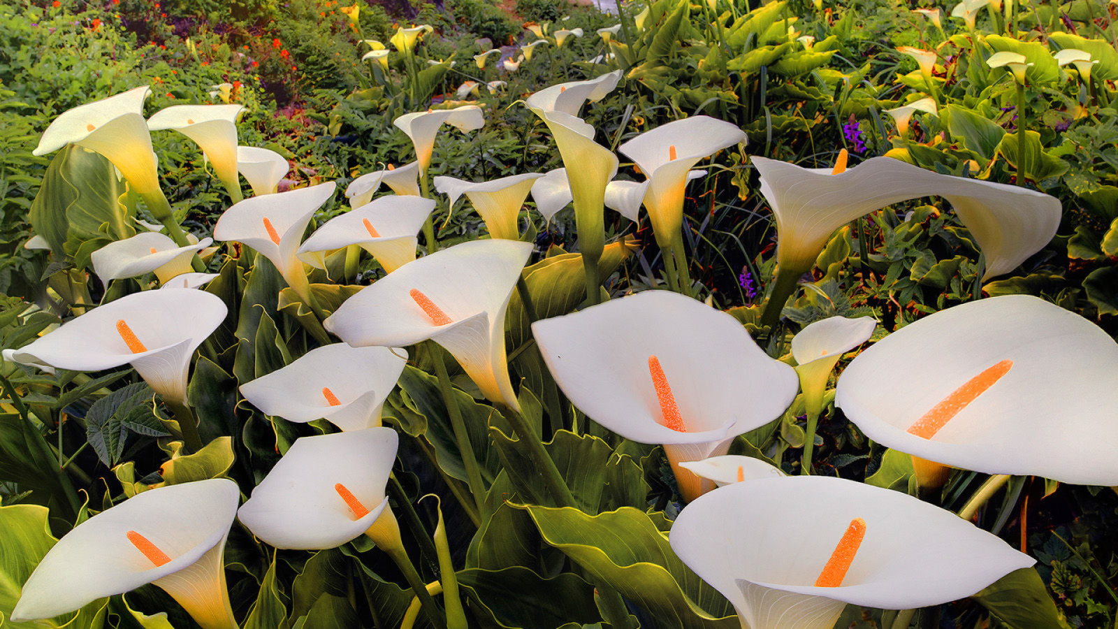 Красивые белые каллы 