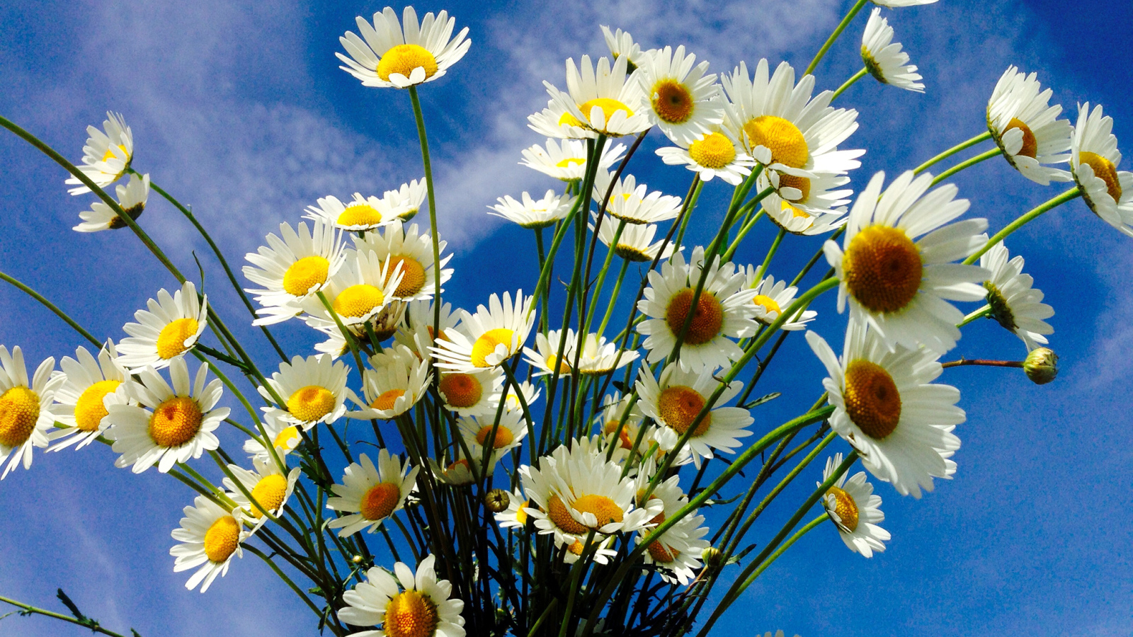 Красивые белые полевые ромашки на фоне голубого неба