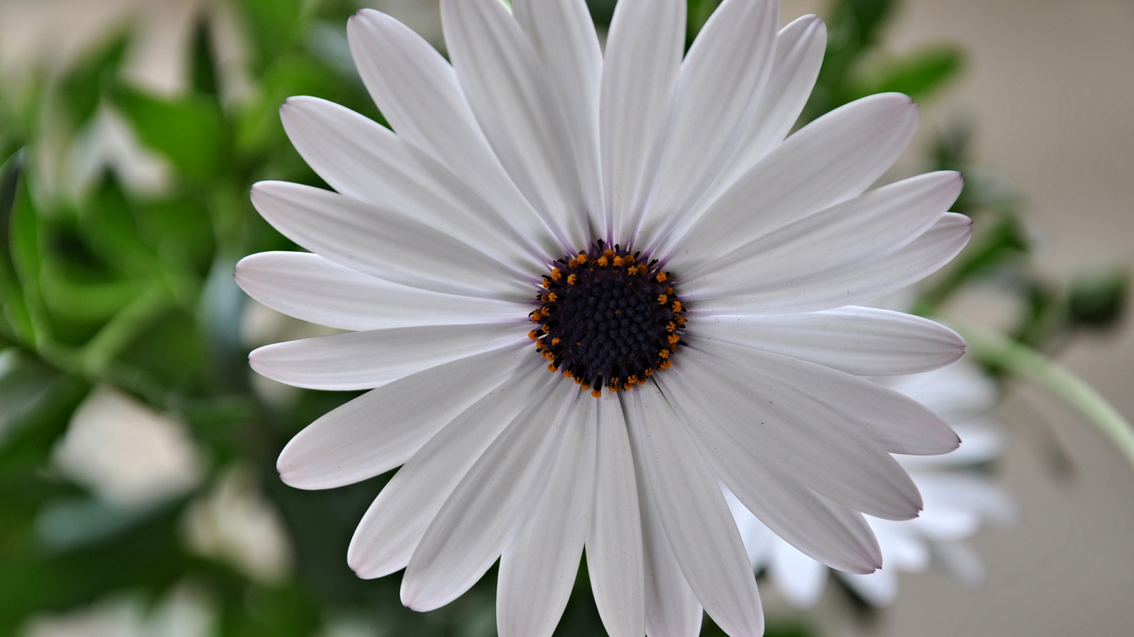 Красивый белый цветок Мезембриантемум крупным планом