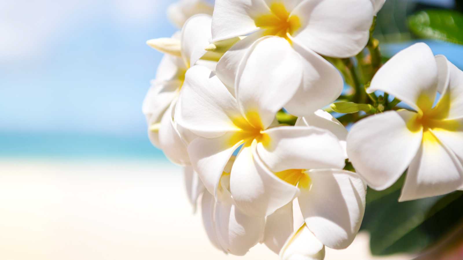 Красивые белые цветы Плюмерия крупным планом