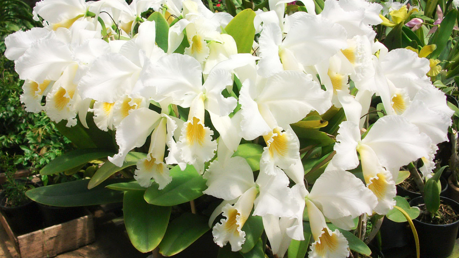 Красивые белые орхидеи на клумбе крупным планом