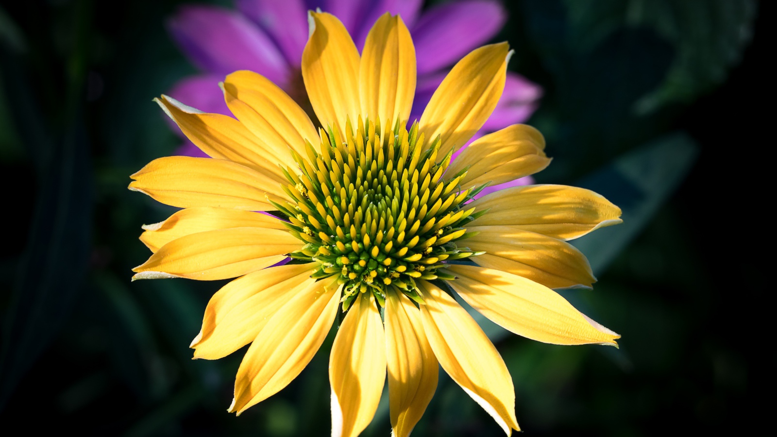 Красивый желтый цветок крупным планом