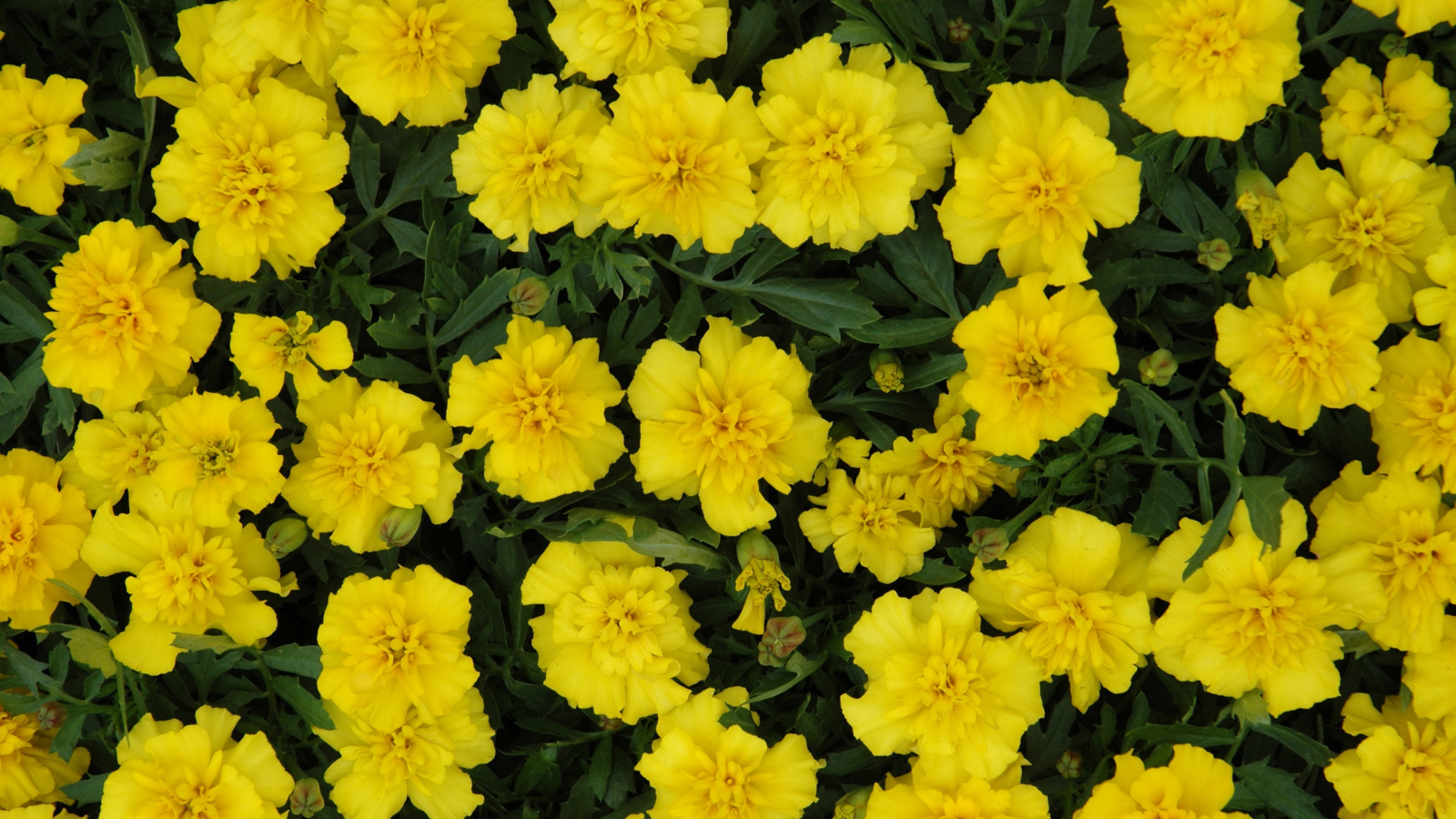 Красивые желтые бархатцы вблизи