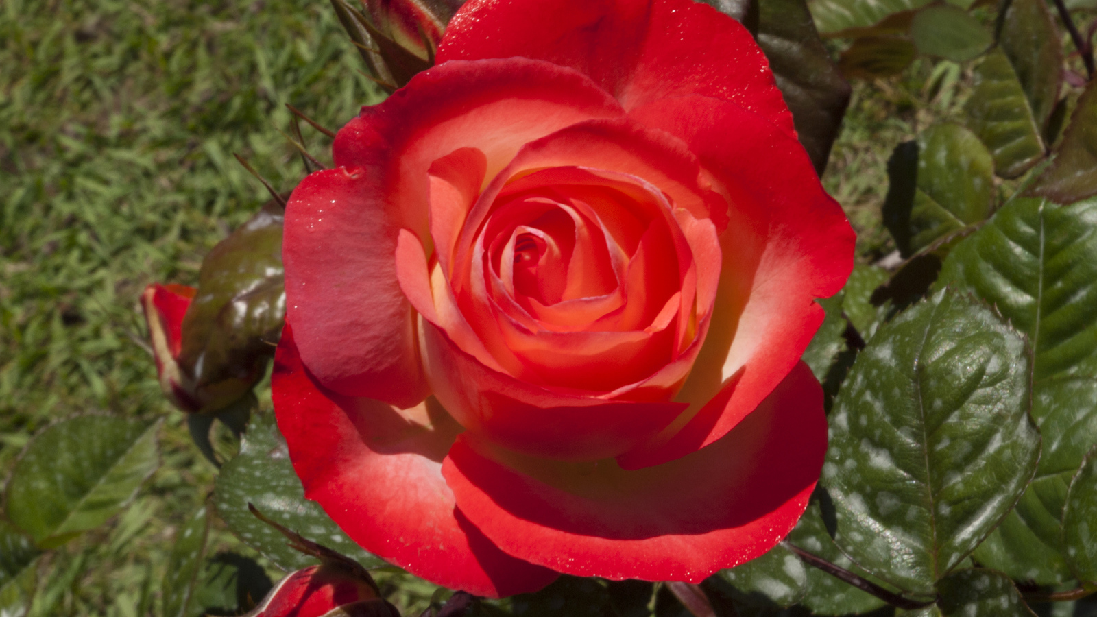 Большая красная роза с зелеными листьями крупным планом