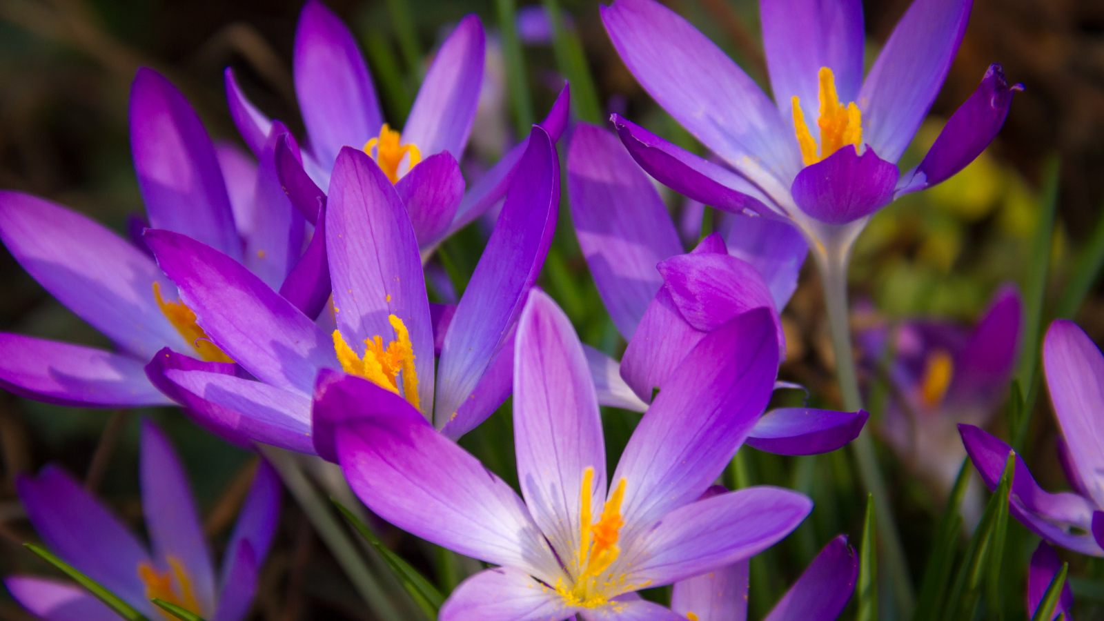 Распустившиеся фиолетовые крокусы крупным планом