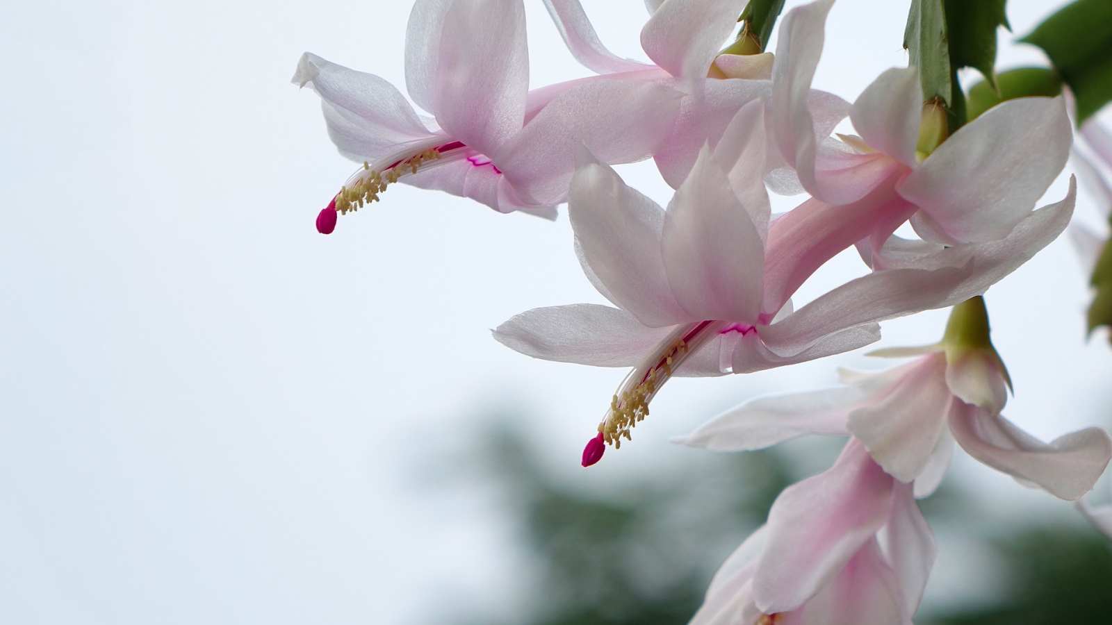 Цветущий комнатный цветок Рождественник 