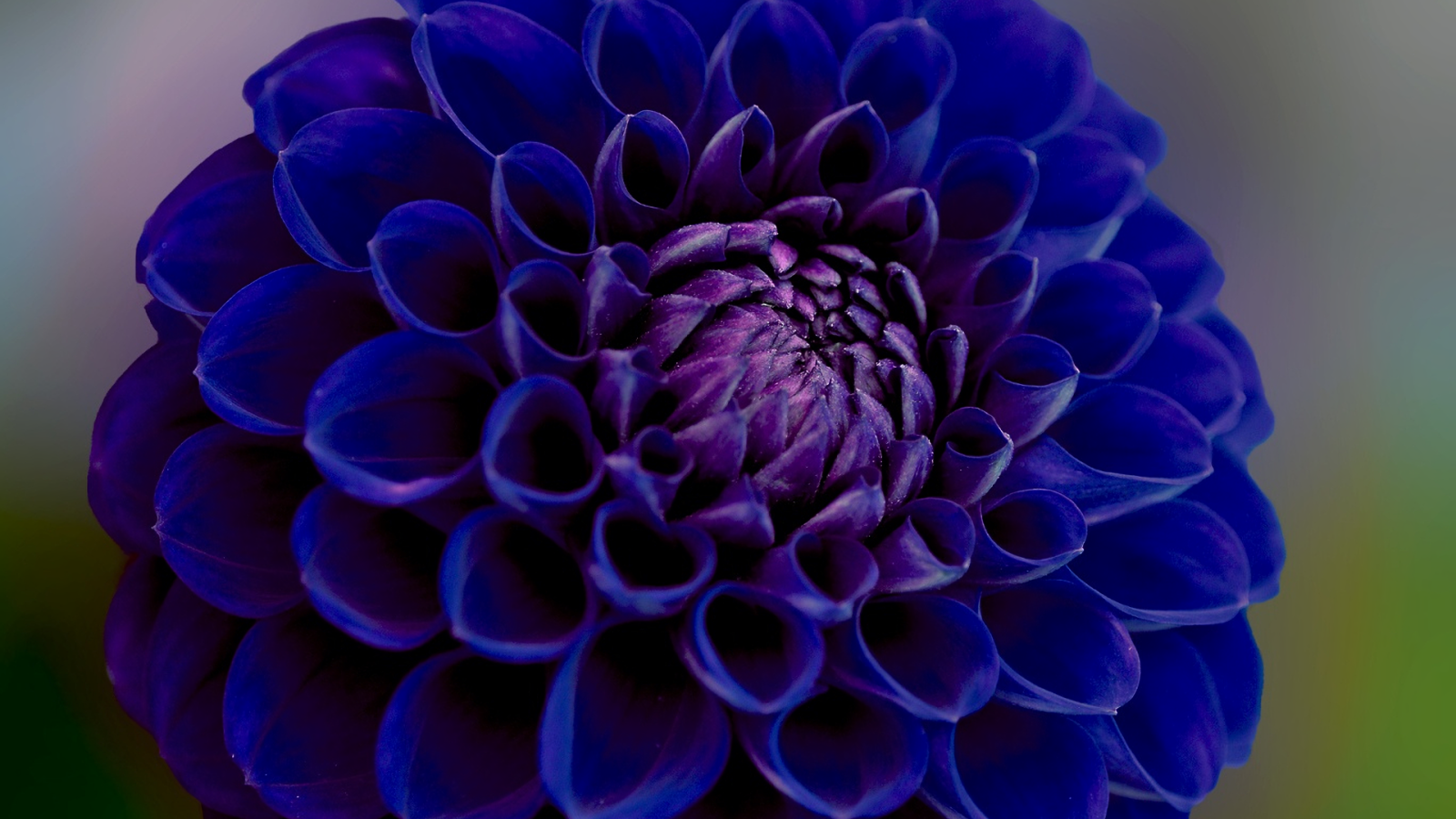 Синяя георгина крупным планом 