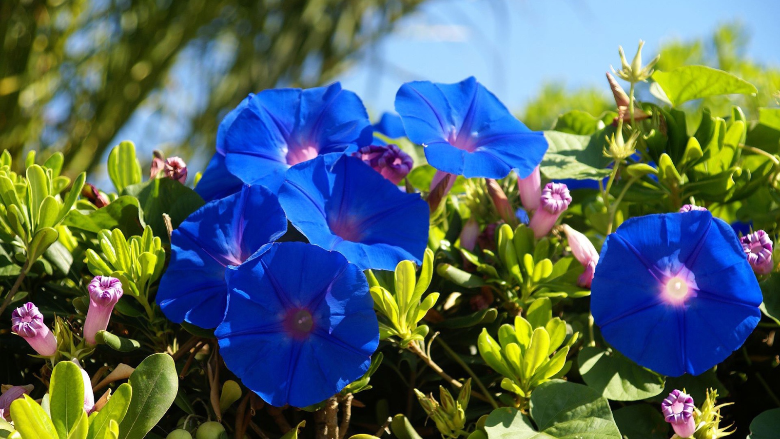 Синие летние цветы Ипомея 