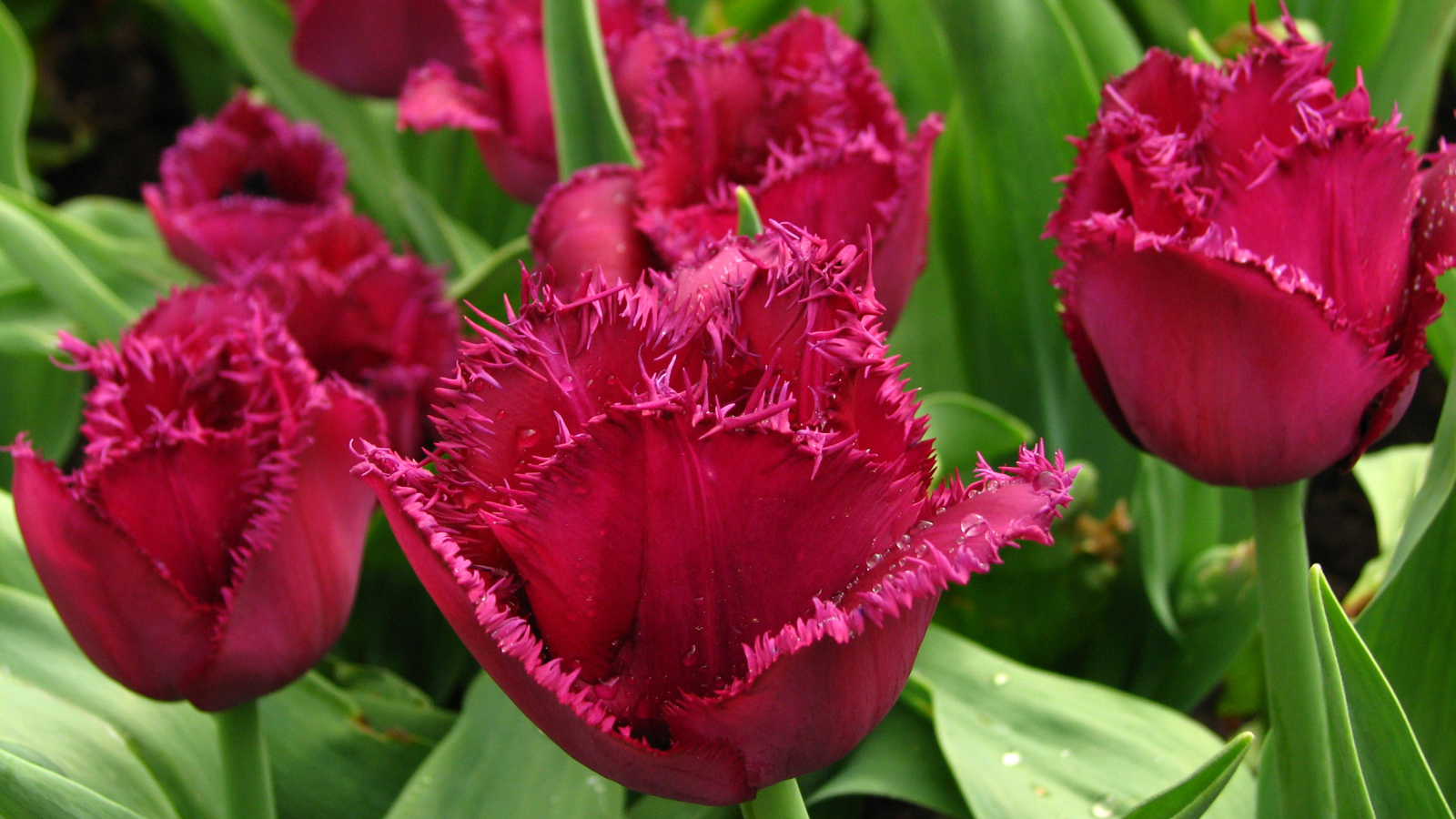 Бордовые тюльпаны на клумбе в каплях воды крупным планом