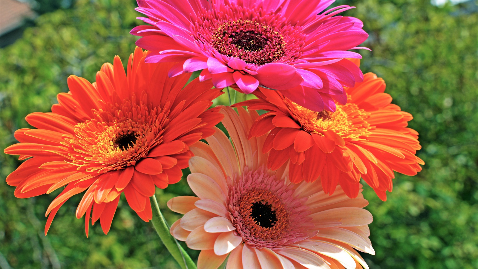 Букет красивых нежных гербер