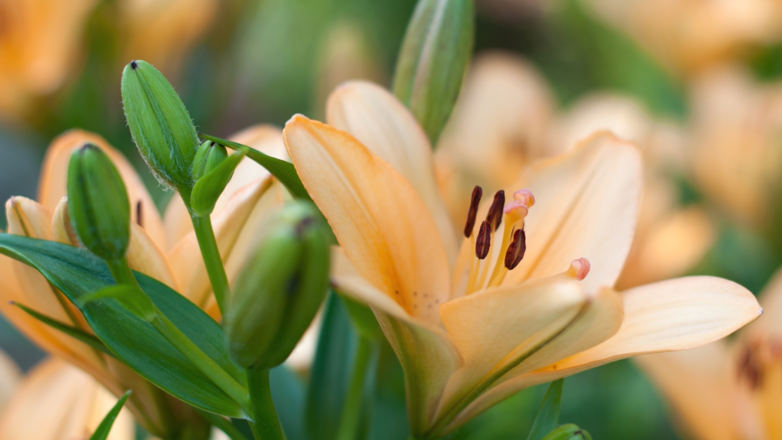 Нежные лилии с бутонами крупным планом