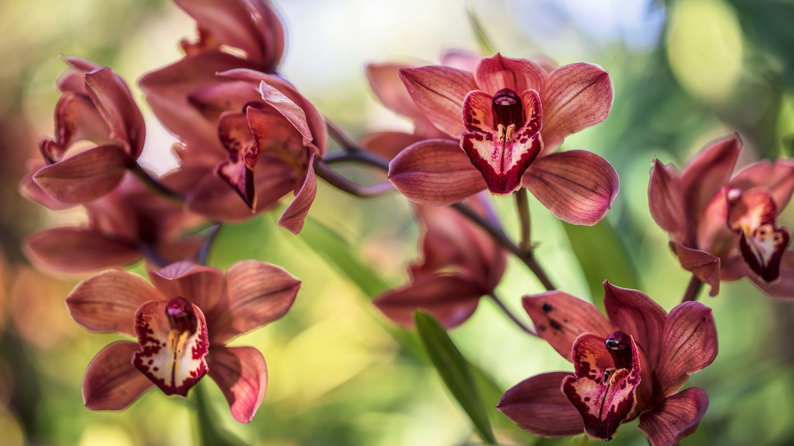 Нежные цветы орхидеи 