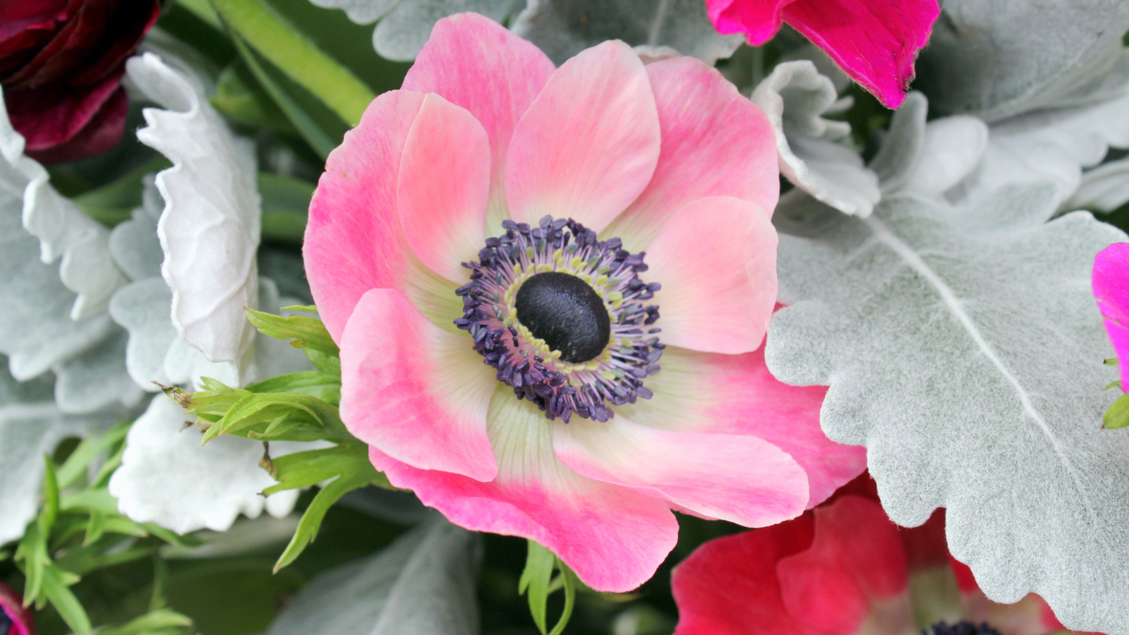 Нежная розовая анемона крупным планом