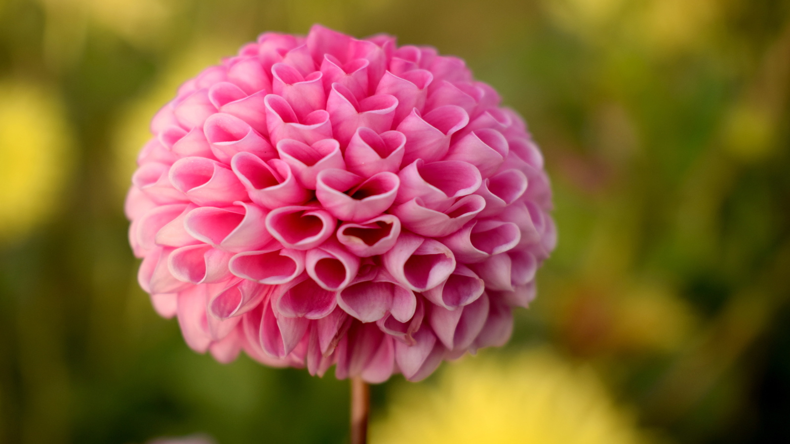 Нежная розовая георгина крупным планом 