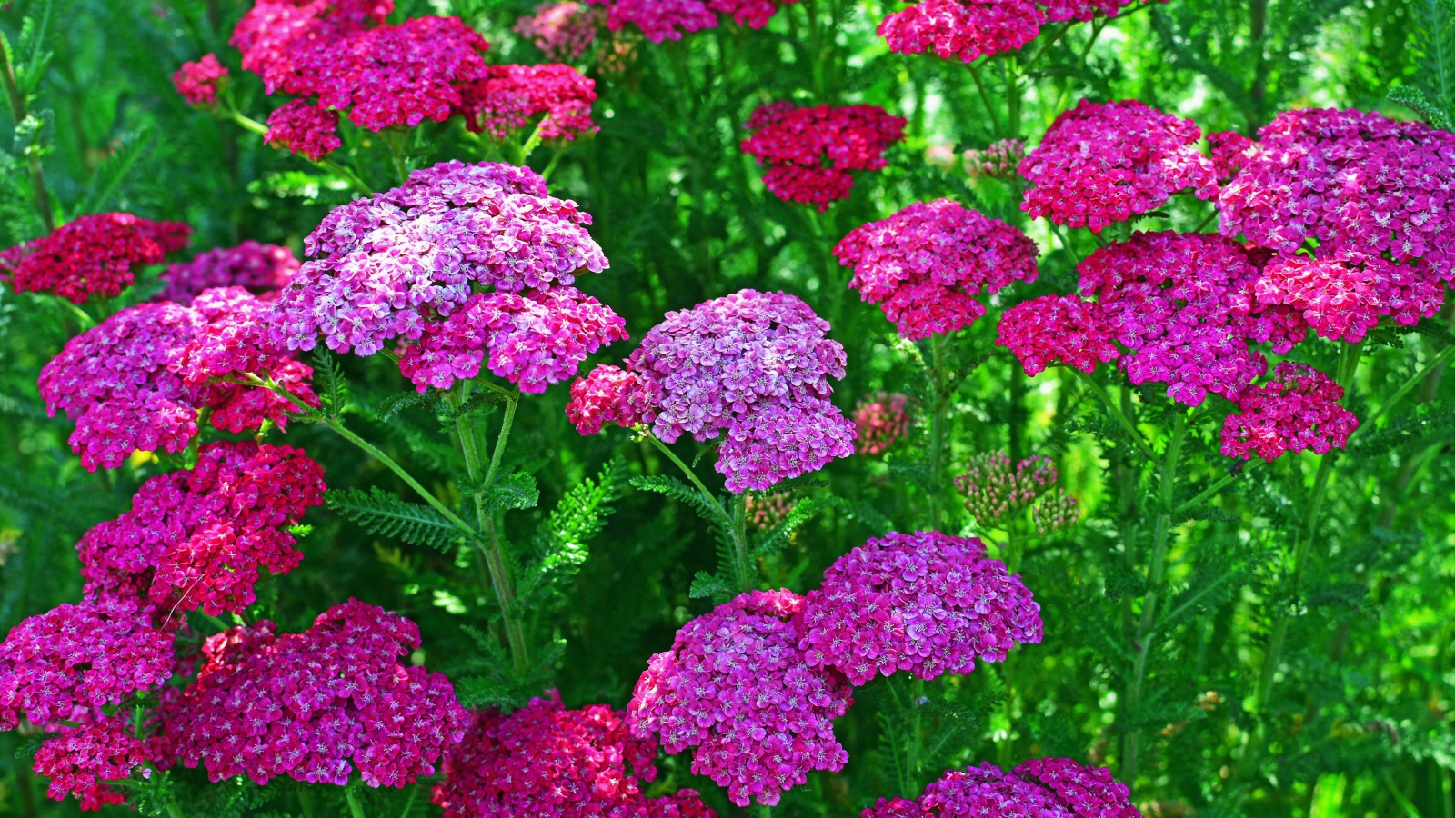 Нежные розовые цветы вербена