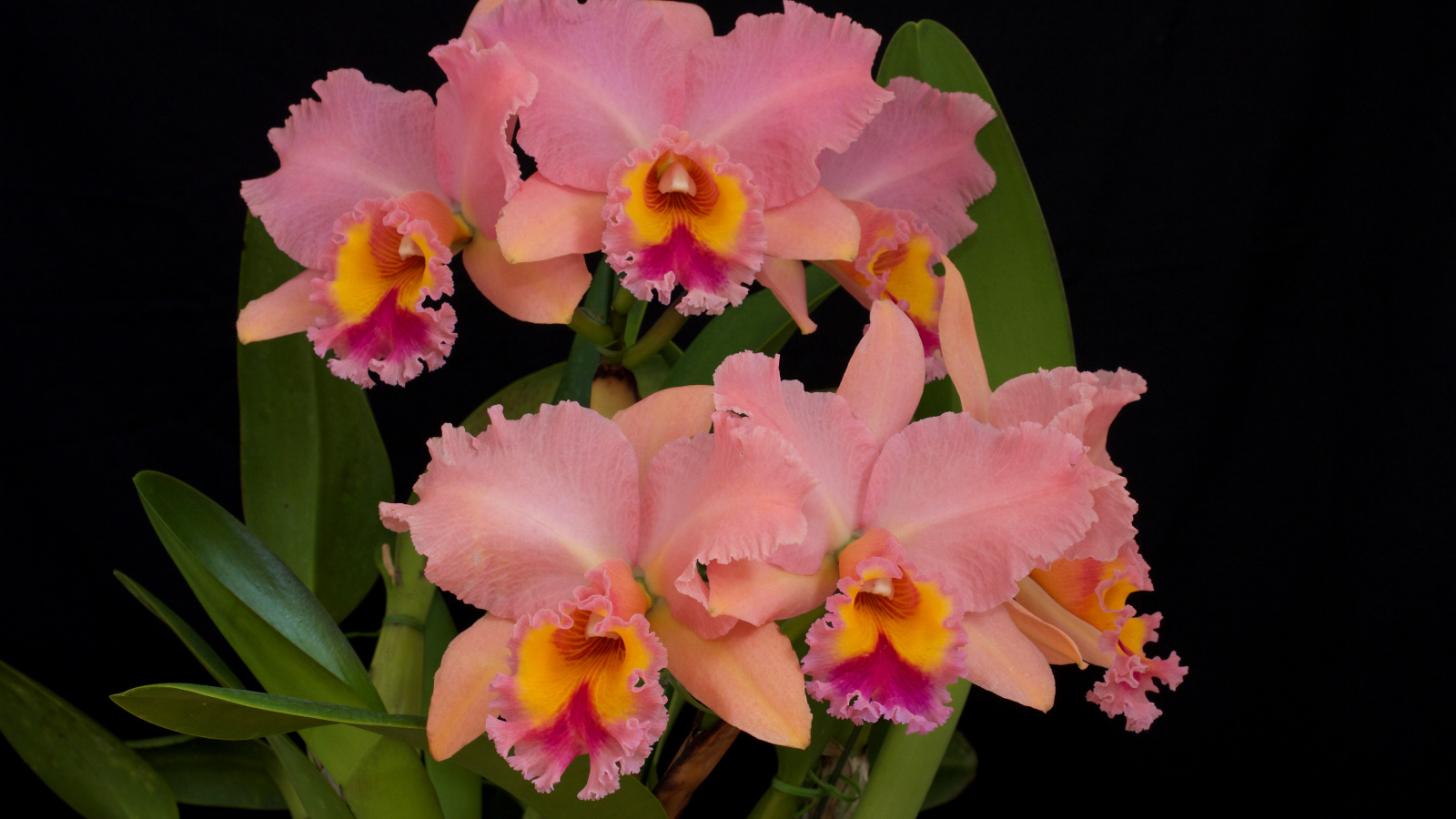 Нежные розовые орхидеи крупным планом на черном фоне